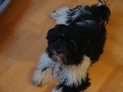Bacco Balu